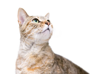 A domestic shorthair cat with patched tabby markings looking up