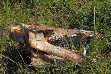 Frisch abgenagter Wildschweinschädel auf einer Wiese