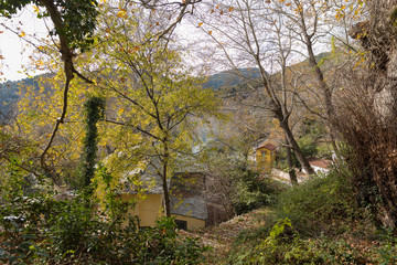 Forest with trees in Pilio, Greece