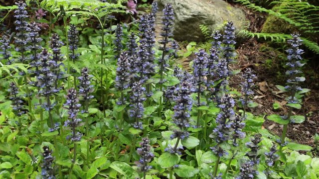 Small Bumblebees fly around and pollenate low-growing purple flowers on forest floor