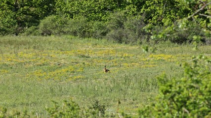  Feldhase auf Steppenrasen