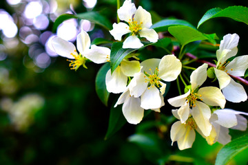 White wild Apple blossom in the garden