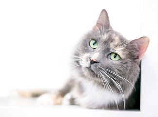 A fluffy Dilute Calico domestic medium hair cat with green eyes