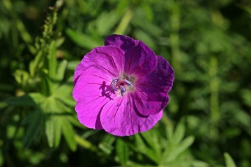 Blutroter Storchschnabel (Geranium sanguineum)