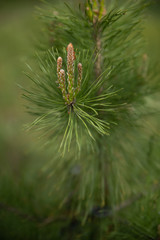 green mood or young Christmas tree