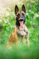 Portret owczarka belgijskiego