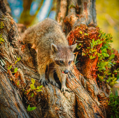 Obraz premium animal nature tree fauna gray green forest florida raccoon