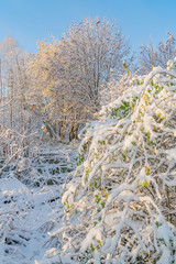 Fantastic sunny autumn morning with frost and snow on last leafs