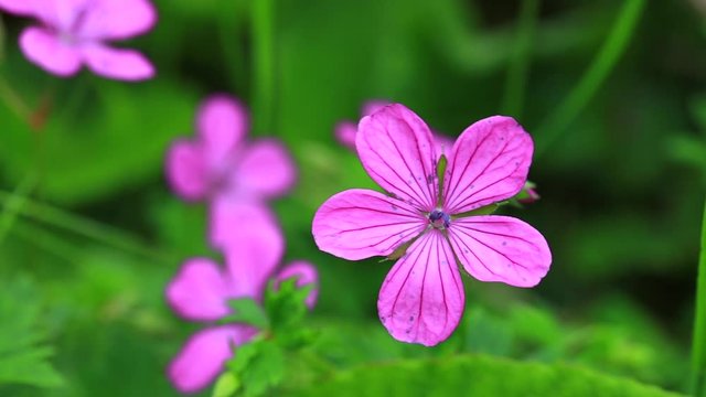 Nature's spring adventure, flowers and colors