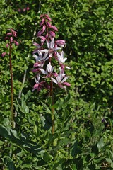 Diptam (Dictamnus albus)