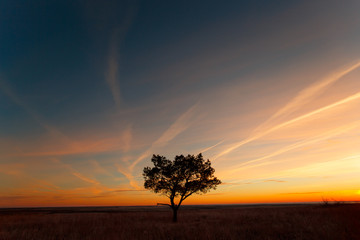 Fototapeta na wymiar tree against the sunset sky
