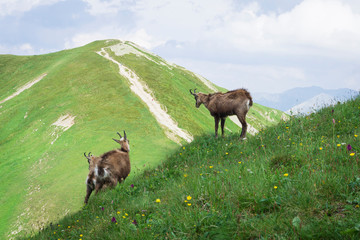 Tatra Chamois (Rupicapra rupicapra tatrica) in a natural environment. Western Tatras. Poland.