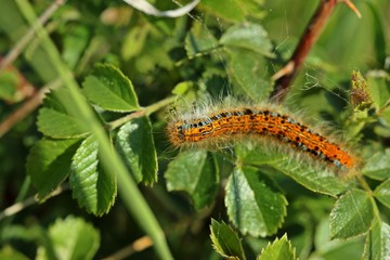 Raupe des  Wolfsmilch-Ringelspinners oder Wolfsmilchspinners (Malacosoma castrensis)