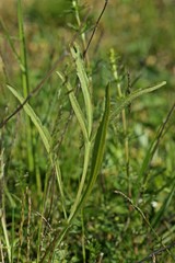 Gewöhnliche Sichelmöhre (Falcaria vulgaris)