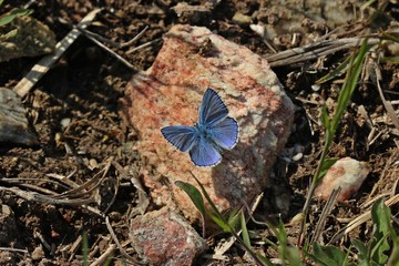 Hauhechel-Bläuling (Polyommatus icarus).leckt Mineralien an Gipsgestein