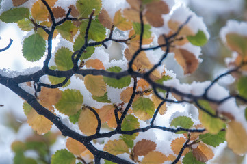Orange, brown and green leaves on a tree with snow.