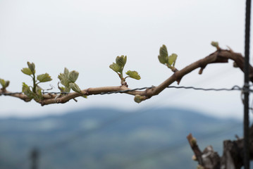 branch of young vine plant