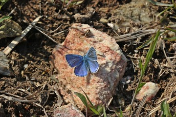 Hauhechel-Bläuling (Polyommatus icarus).leckt Mineralien an Gipsgestein