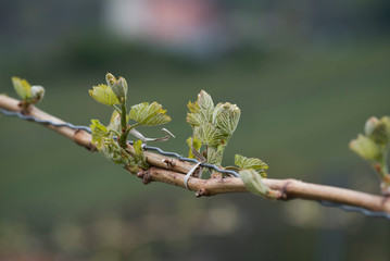 branch of young vine plant