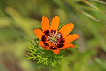 Sommer -Adonisröschen (Adonis aestivalis)