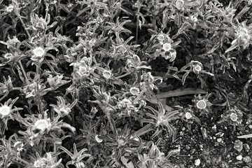 Pallenis Spinosa flowers in the countryside