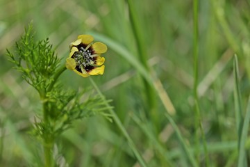 Gelbe Farbvariante des Sommer -Adonisröschens (Adonis aestivalis)