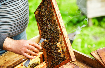 Beekeeper at work. Inspection by a beekeeper of a beehive with bees. Close up of beekeeper's hands. Using a beekeeping tool to pick up honey comb in wooden frame.