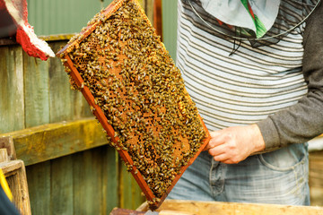 A beekeeper checks the beehives in the bee-garden by pulling out the individual frames and examining them carefully, apiculture concept