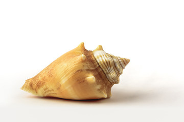 The Seashell with negative white space