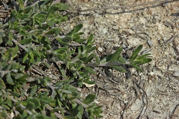 Berg-Gamander (Teucrium montanum)