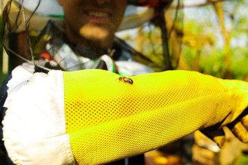 A beekeeper in yellow protective gloves shows a bee on his hand, apiculture concept