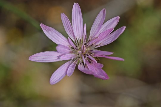 Rote Schwarzwurzel (Podospermum purpureum)