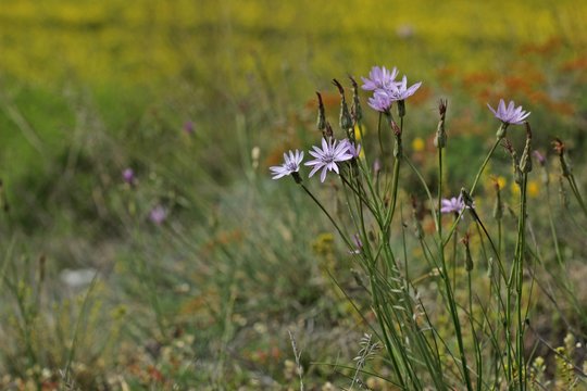 Rote Schwarzwurzel (Podospermum purpureum)