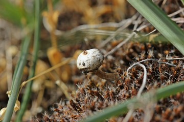 Winter- oder Zitzen-Stielbovist (Tulostoma brumale)