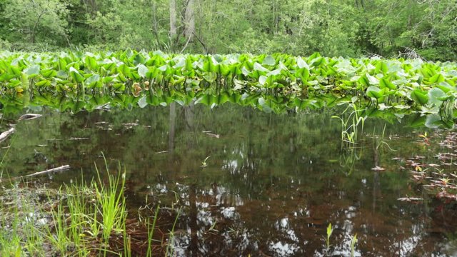Rain gently falls on the pond covered in lilies in this still video.