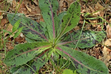 Geflecktes Ferkelkraut (Hypochoeris maculata)