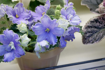 Pale blue flowers of Saintpaulia close-up in a pot at a flower show.