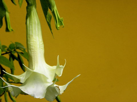 Beautiful  White Brugmansia, commonly known as Angel's Trumpet