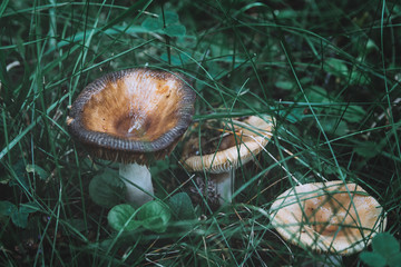 mushrooms in the forest