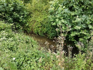 Vue de la végétation autour d'un ruisseau.