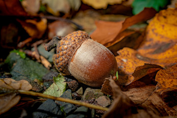 acorn on leaf