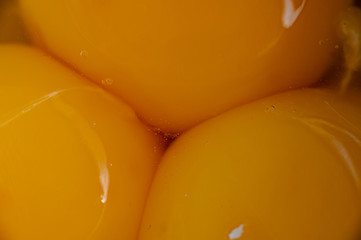 Close-up of fresh yellow organic egg yolks