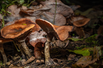 mushrooms in the forest