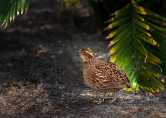 Female Northern BobWhite Quail  under Palm trees in Florida