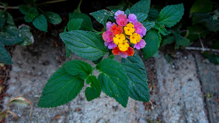 Lantana Camara Beautiful Exotic Tropical Flower. Close up