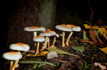 mushrooms in the forest