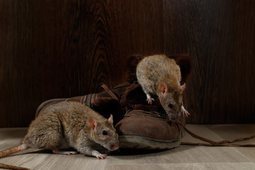 Close-up of two rats near brown boots on the gray floors. The concept of rodent control  in the...
