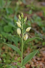 Weißes Waldvöglein (Cephalanthera damasonium) mit Spinne und Insekt