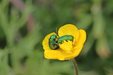 Seidige Fallkäfer (Cryptocephalus sericeus) bei der Paarung.in Hahnenfußblüte
