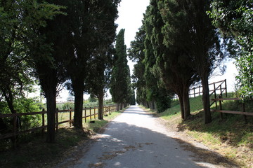 alley in the park